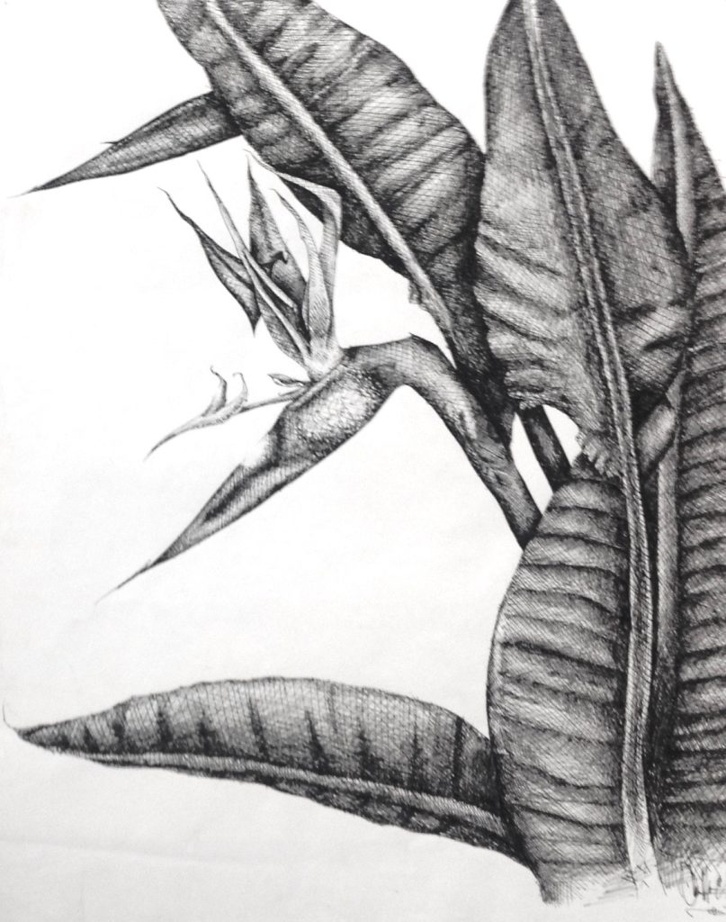 Bird of Paradise
